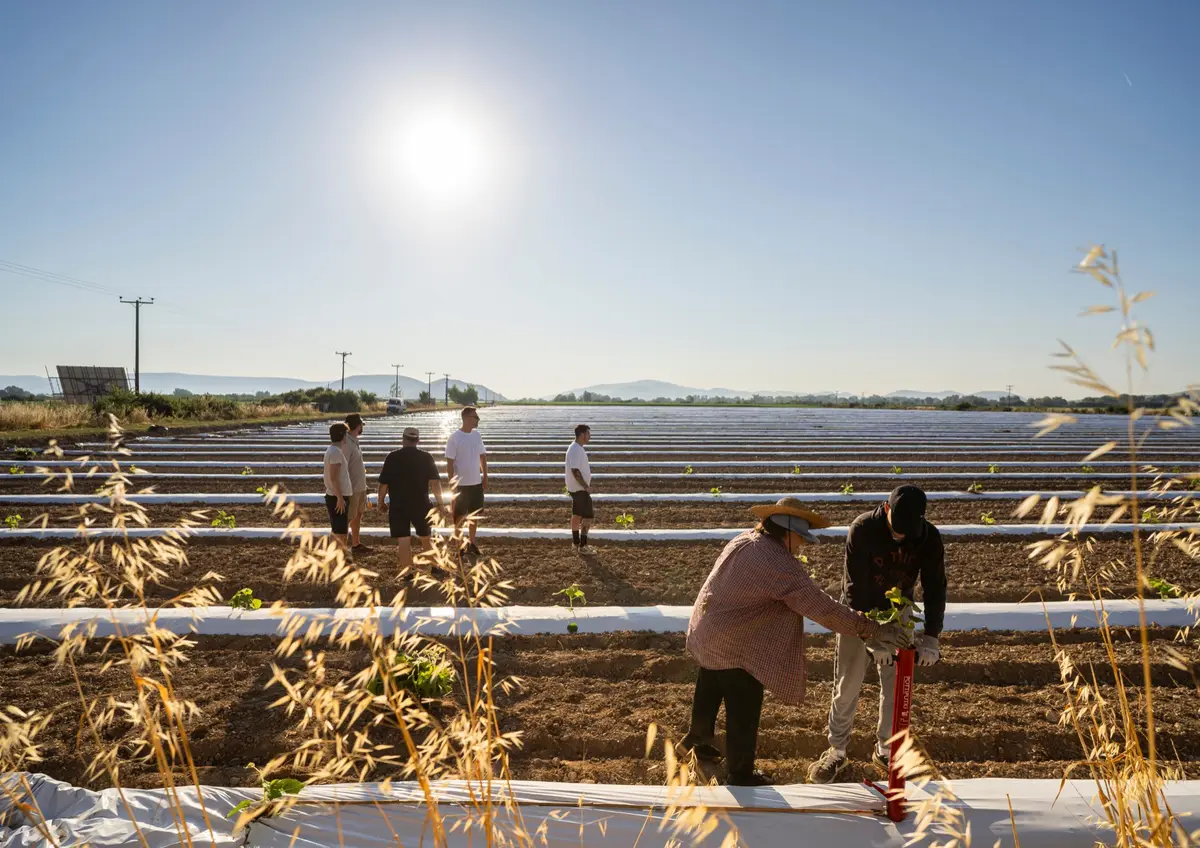 Pflanzarbeiten auf einer Plantage – Bild von der FutureTree-Website